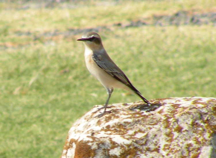 Dalla Turchia: Oenanthe isabellina?